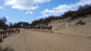GC-Camello Safari (Maspalomas)-42.jpg